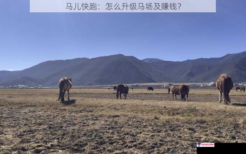 马儿快跑：怎么升级马场及赚钱？