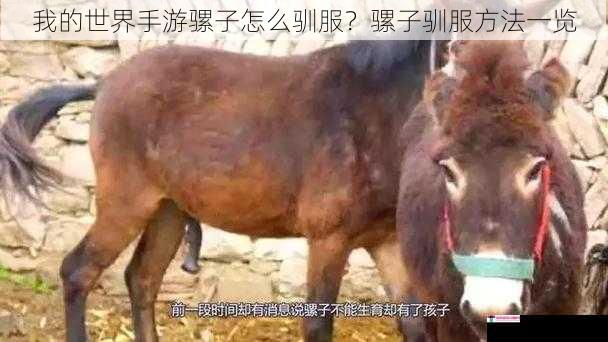 我的世界手游骡子怎么驯服？骡子驯服方法一览