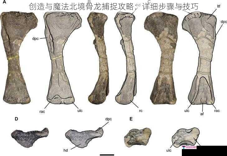 创造与魔法北境骨龙捕捉攻略：详细步骤与技巧