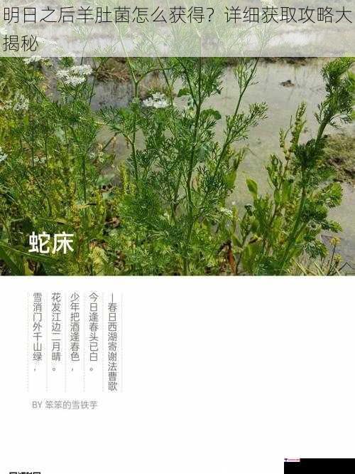 明日之后羊肚菌怎么获得？详细获取攻略大揭秘