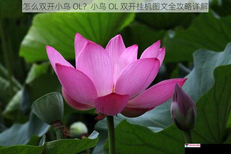 怎么双开小鸟 OL？小鸟 OL 双开挂机图文全攻略详解