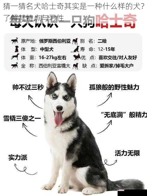 猜一猜名犬哈士奇其实是一种什么样的犬？了解其特点与习性