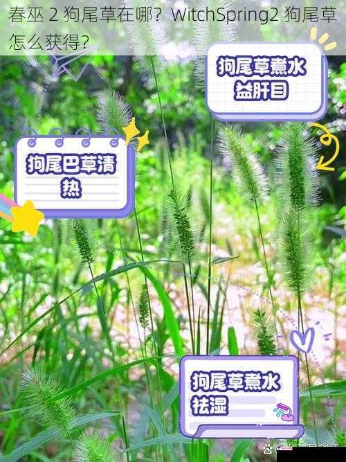 春巫 2 狗尾草在哪？WitchSpring2 狗尾草怎么获得？