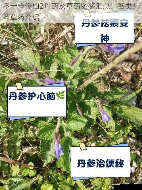 不一样修仙2丹药及草药图鉴汇总：各类丹药草药介绍