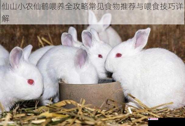 仙山小农仙鹤喂养全攻略常见食物推荐与喂食技巧详解